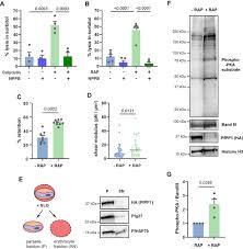 Attēlu rezultāti vaicājumam “Dianema depressum plasmodium”