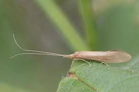 Attēlu rezultāti vaicājumam “Oecetis ochracea”