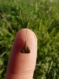 Attēlu rezultāti vaicājumam “Capsella bursa-pastoris fruit”