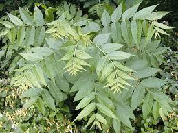 Attēlu rezultāti vaicājumam “Juglans x sinensis leaf”