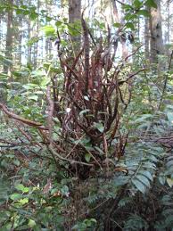 Attēlu rezultāti vaicājumam “Pucciniastrum areolatum”