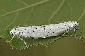 Attēlu rezultāti vaicājumam “Yponomeuta malinellus / cagnagella imago”