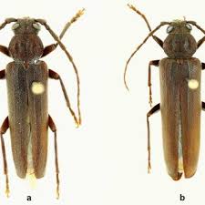 Attēlu rezultāti vaicājumam “Spondylis buprestoides”