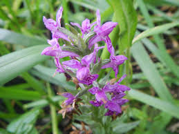 Attēlu rezultāti vaicājumam “Dactylorhiza ochroleuca flower”