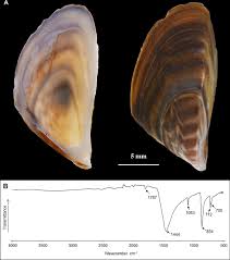 Attēlu rezultāti vaicājumam “Dreissena polymorpha”