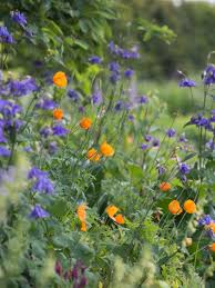 Image result for Scheinmohn