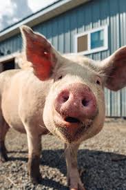 Bildresultat för pigs