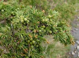 Attēlu rezultāti vaicājumam “Juniperus communis female flower”