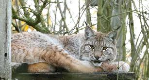 Image result for Lancashire Lynx