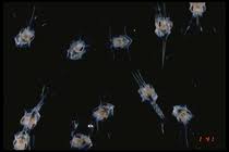 Image result for Chionoecetes opilio