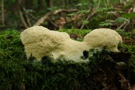 Attēlu rezultāti vaicājumam “Fuligo septica var. candida”