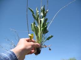 Attēlu rezultāti vaicājumam “Lepidium latifolium”