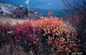Attēlu rezultāti vaicājumam “Vaccinium angustifolium”