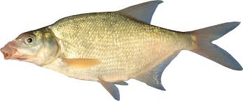 Image result for Pagellus bogaraveo