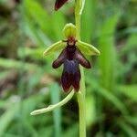 Attēlu rezultāti vaicājumam “Ophrys insectifera leaf”