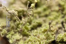 Attēlu rezultāti vaicājumam “Chaenotheca furfuracea”