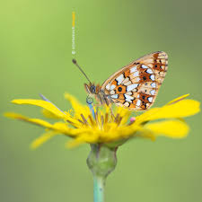 Attēlu rezultāti vaicājumam “Lopinga achine underside”