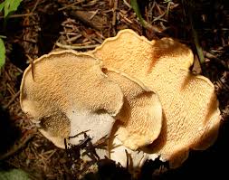 Attēlu rezultāti vaicājumam “Hydnum repandum”