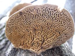 Attēlu rezultāti vaicājumam “Daedalea quercina”