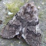 Attēlu rezultāti vaicājumam “Polypogon tentacularius”