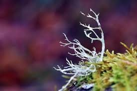 Attēlu rezultāti vaicājumam “Evernia prunastri”