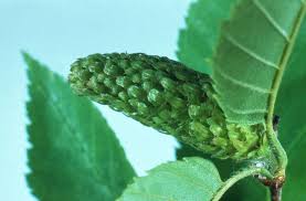 Attēlu rezultāti vaicājumam “Betula alleghaniensis fruit”
