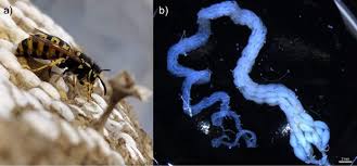 Attēlu rezultāti vaicājumam “Vespula germanica male”
