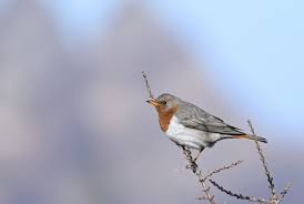 Image result for Turdus ruficollis