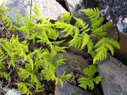 Attēlu rezultāti vaicājumam “Gymnocarpium robertianum”