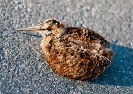 Attēlu rezultāti vaicājumam “Scolopax rusticola”