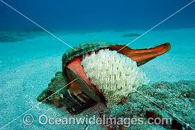 Image result for Triplofusus giganteus