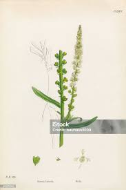 Image result for Reseda luteola