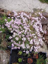 Image result for Dianthus superbus