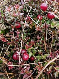 Attēlu rezultāti vaicājumam “Oxycoccus”