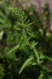 Image result for Chenopodium ambrosioides