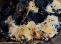 Attēlu rezultāti vaicājumam “Ceriporia viridans”