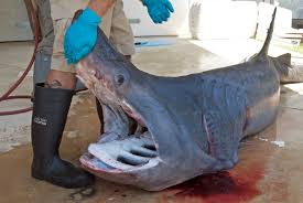 Image result for Cetorhinus maximus