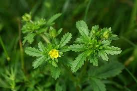 Attēlu rezultāti vaicājumam “Potentilla norvegica flower”