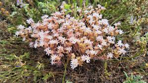 Attēlu rezultāti vaicājumam “Sedum hispanicum flower”