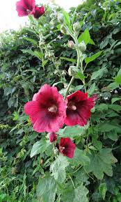 Attēlu rezultāti vaicājumam “xComagaria rosea  flower”