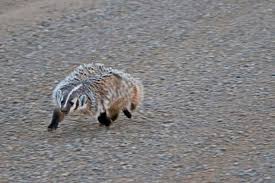 Image result for Lanreath Smbc