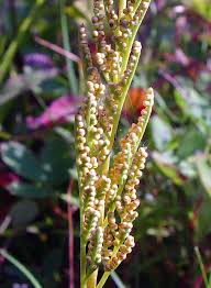 Attēlu rezultāti vaicājumam “Botrychium multifidum”