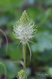 Attēlu rezultāti vaicājumam “Phyteuma spicatum bud”