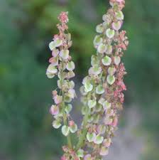 Attēlu rezultāti vaicājumam “Rumex aquaticus bud”