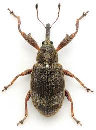 Attēlu rezultāti vaicājumam “Anthonomus pomorum”