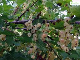 Attēlu rezultāti vaicājumam “Ribes spicatum”
