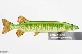 Image result for Esox masquinongy