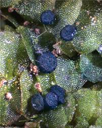 Attēlu rezultāti vaicājumam “Jungermannia hyalina cells”