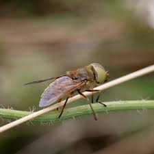 Attēlu rezultāti vaicājumam “Atylotus sp.”