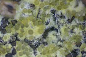 Attēlu rezultāti vaicājumam “Sporophagomyces chrysostomus”